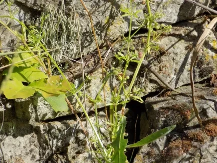 Rytířské hradiště_5. B