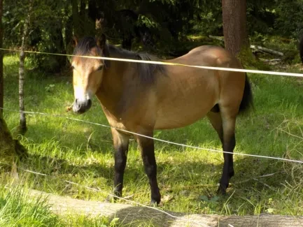 Rytířské hradiště_5. B