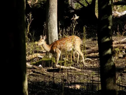 Přírodovědná procházka_4. A