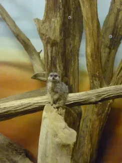 ZOO Dvůr Králové n. L.