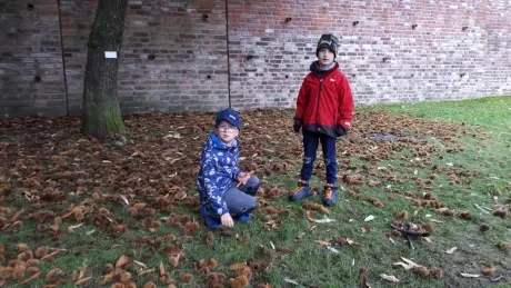 Hradecký zlatý strom_1. A