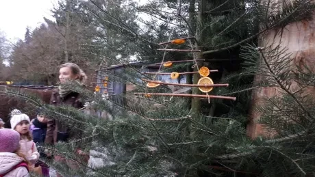 ZOO - zdobení stromečků