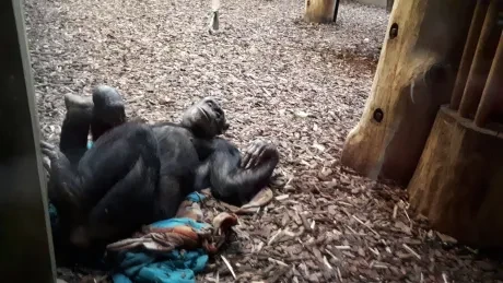 ZOO - zdobení stromečků